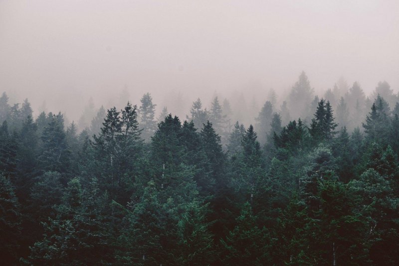 Деревья лес туман