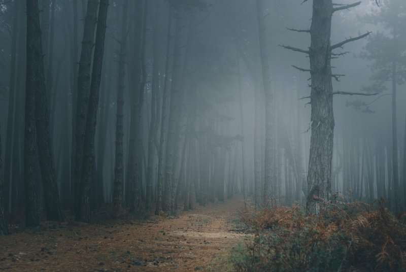 Темный туманный лес фон