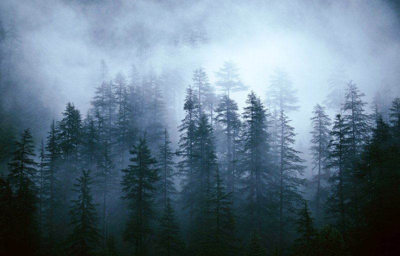 Аляска туман лес