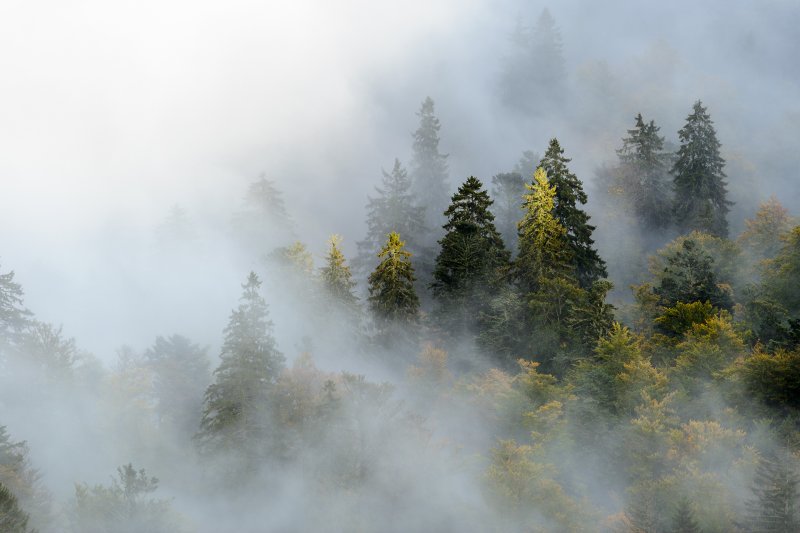Лес туман мрак