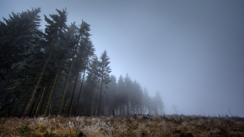 Туманный лес обои