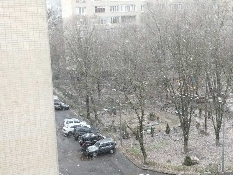 Первый снег в саду