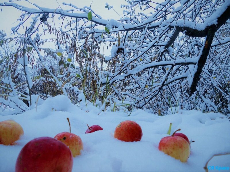 Пейзаж яблоки на снегу