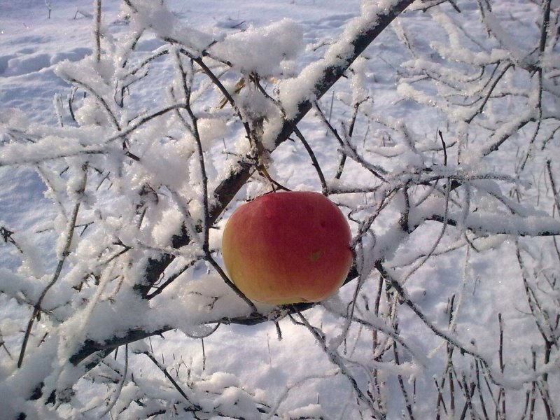 Яблоня полукультурная зимний Шафран