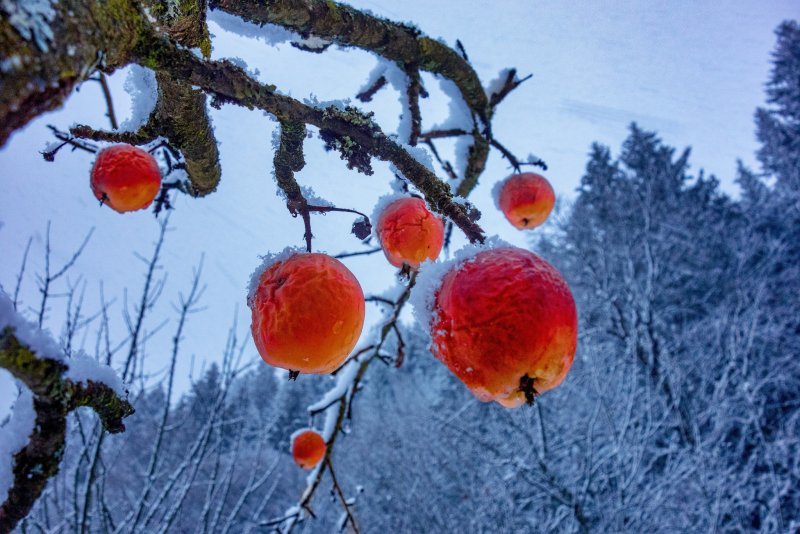 Яблоки зимой на дереве
