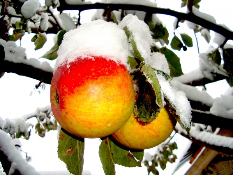 Зимние яблоки в снегу