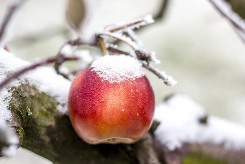 Яблоки зимний Шафран