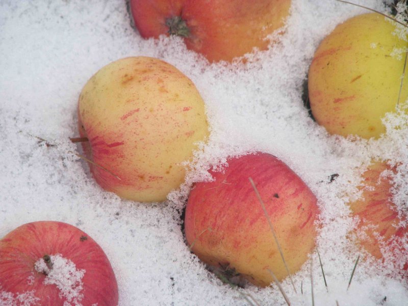 Розовые яблоки на снегу