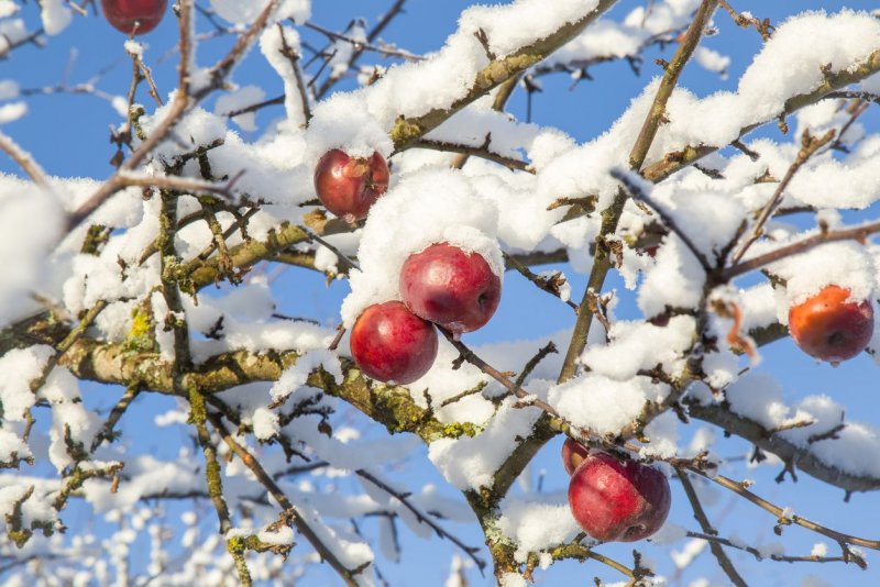 Яблоня в снегу