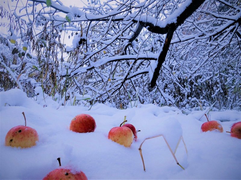 Персики в снегу