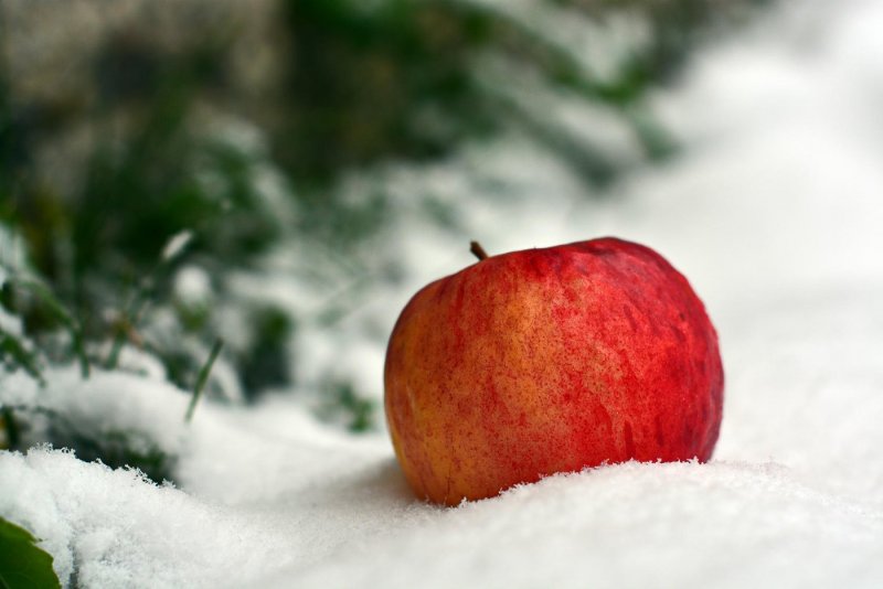 Красное яблоко на белом снегу