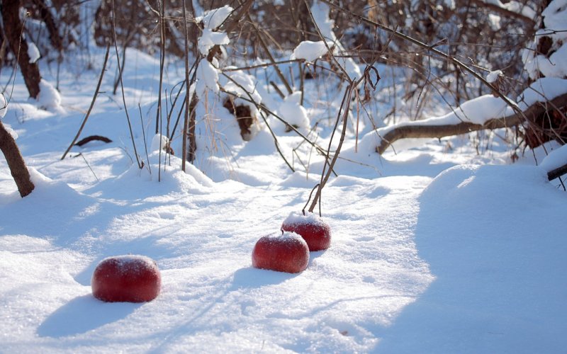 Красные яблоки в снегу в лесу