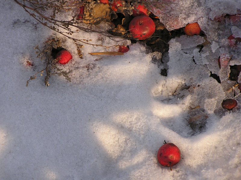 Красные яблоки на снегу на картинах художников