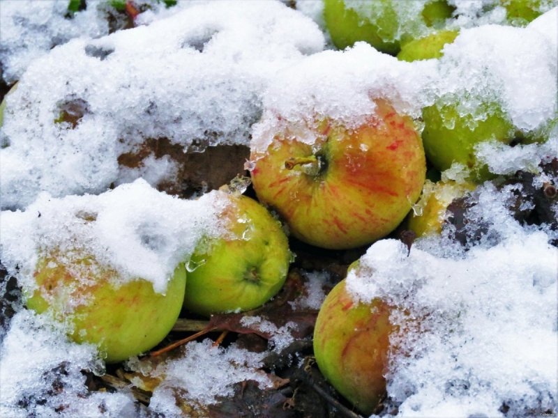 Зеленые яблоки на снегу