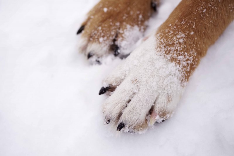 Собачьи лапы на снегу