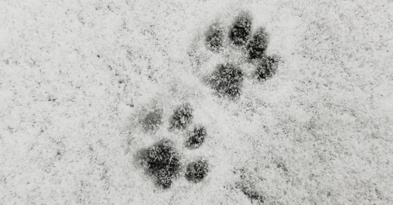 Следы кота на снегу