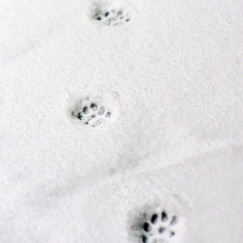 Следы тигра на снегу