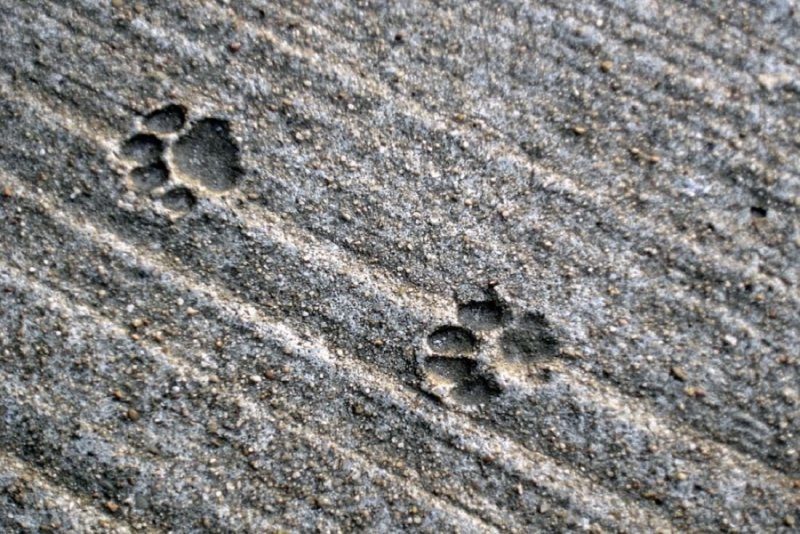 Собачьи следы на песке