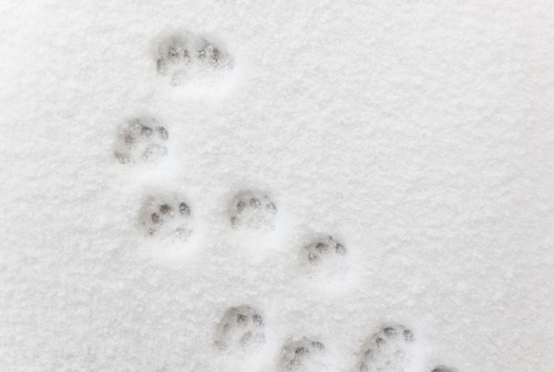 Кошачьи лапки на снегу