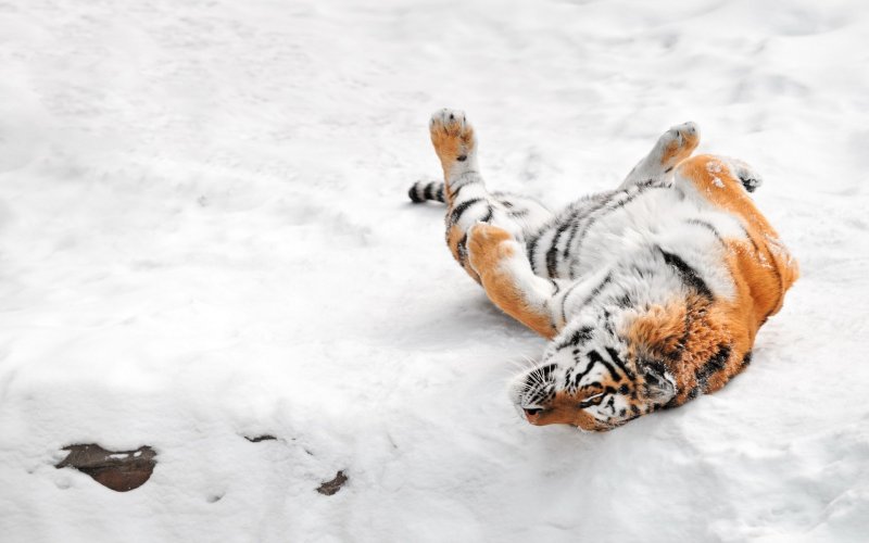 Следы Амурского тигра на снегу