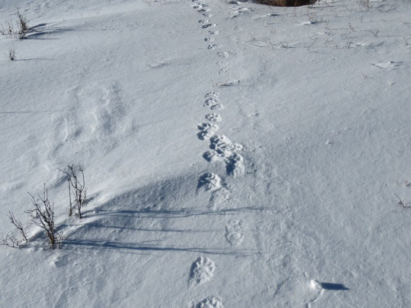 Крысиные следы на снегу