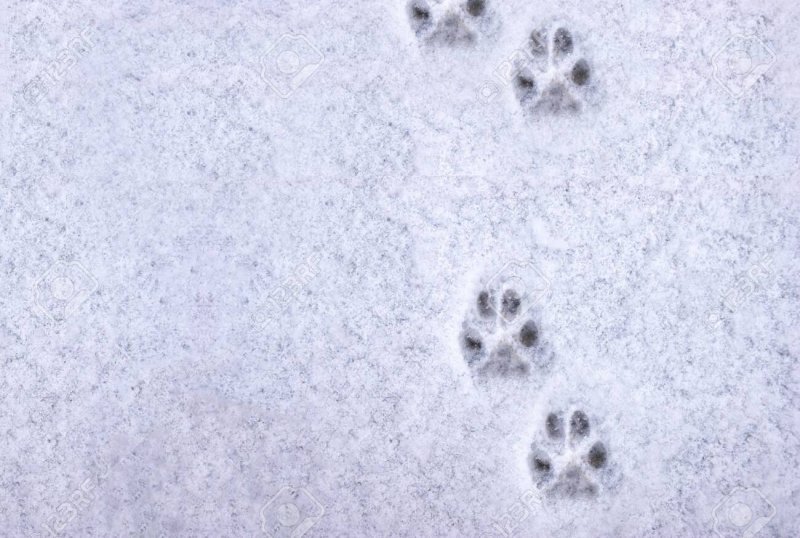 Следы от лап собаки на снегу