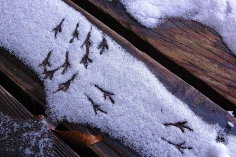 Следы кошачьих лапок на снегу