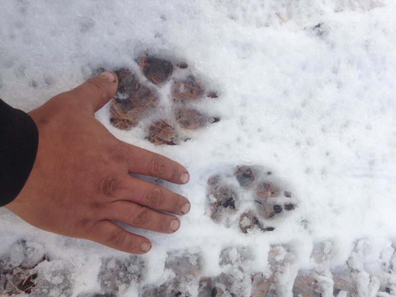 Собачьи следы на снегу