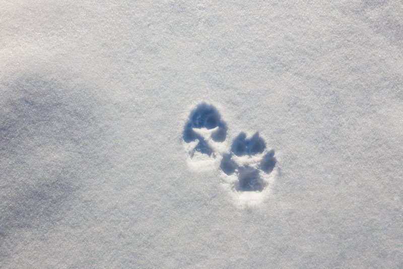 Следы енотовидной собаки на снегу