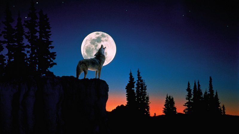 Волк в ночи
