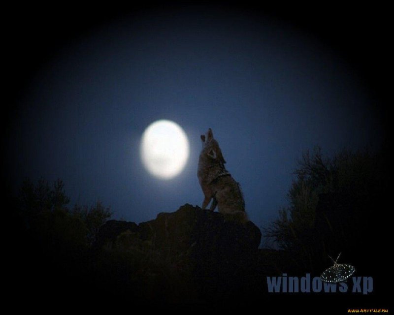Фото Волков воющих на луну
