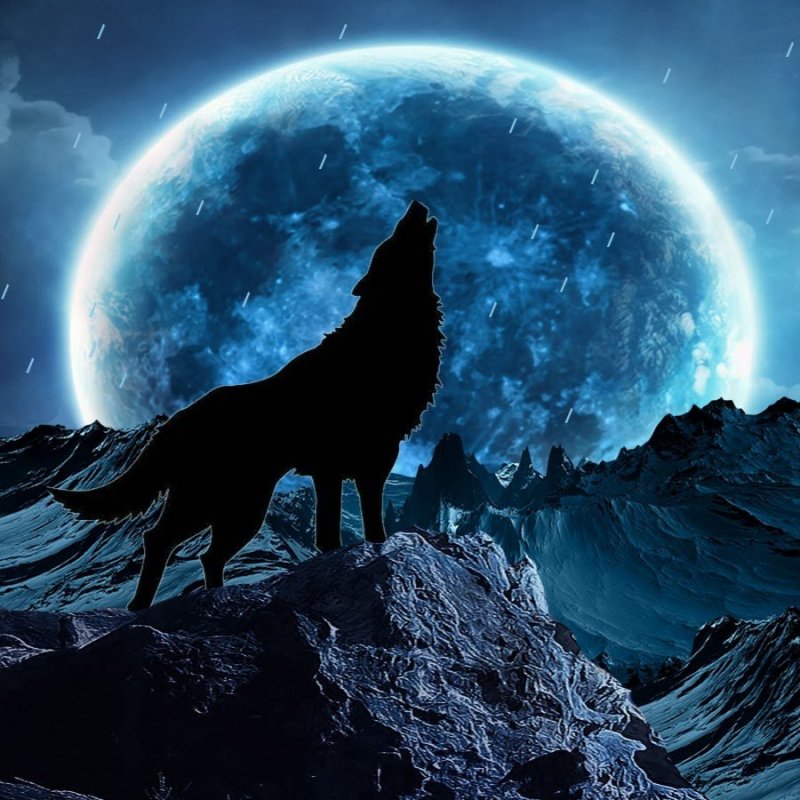 Волк на скале
