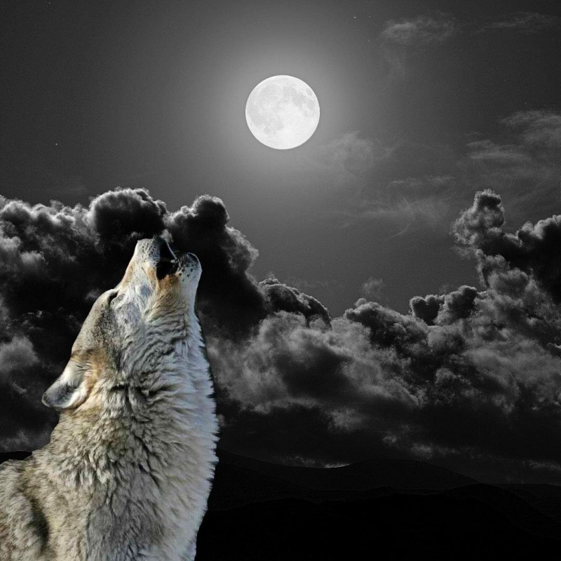 Волчий вой зовьет волчицу