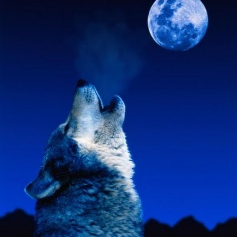 Сидящий волк воющий на луну