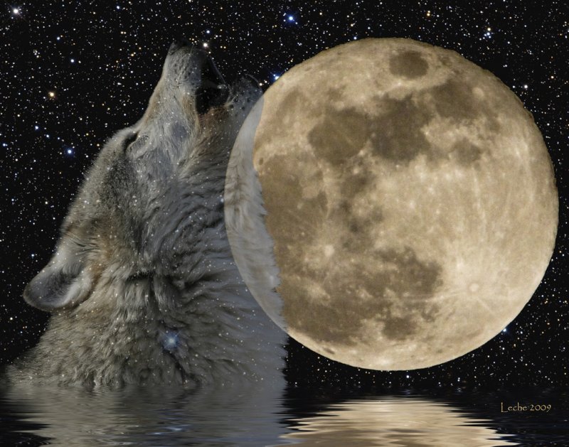 Черный волк на скале ночью