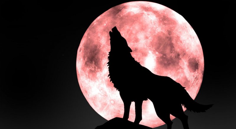 Луна для волчонка