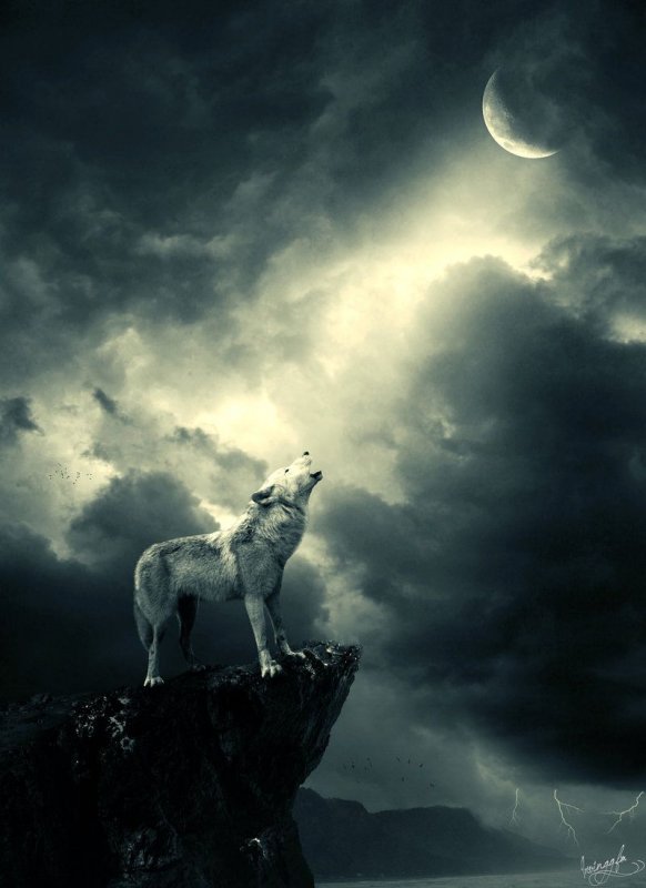 Фото Волков воющих на луну