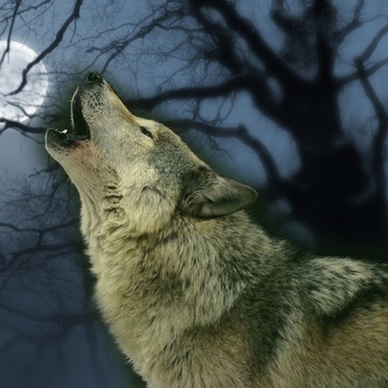 Полнолуние волк