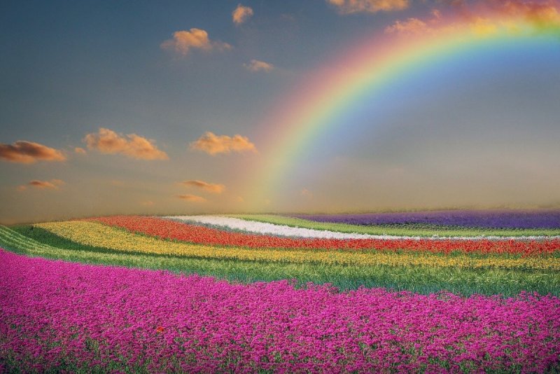 Разноцветные цветочные поля