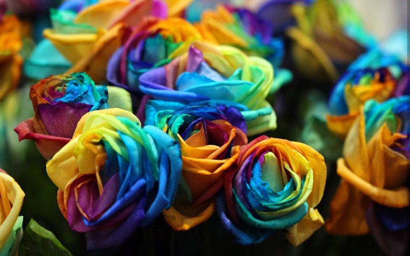 Яркие разноцветные цветы