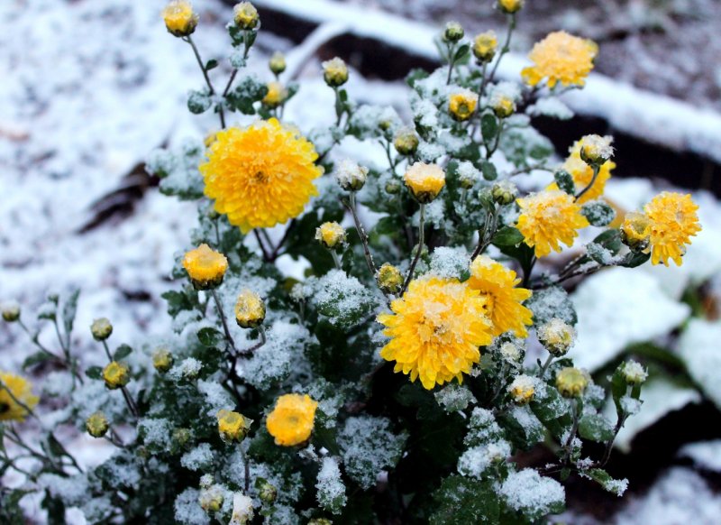 Желтые хризантемы в снегу