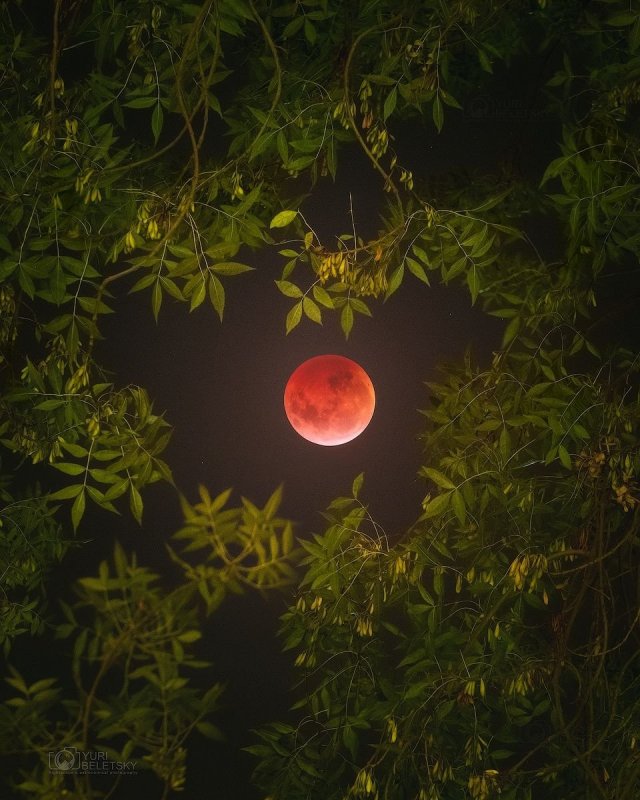 Красная Луна в лесу