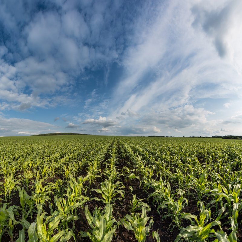 Кукурузные поля в Италии