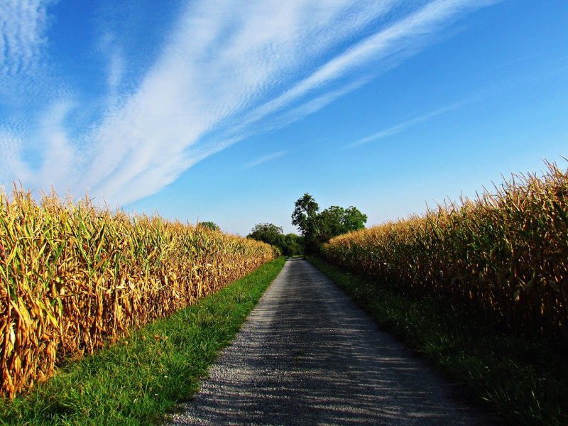 Кукурузное поле осенью