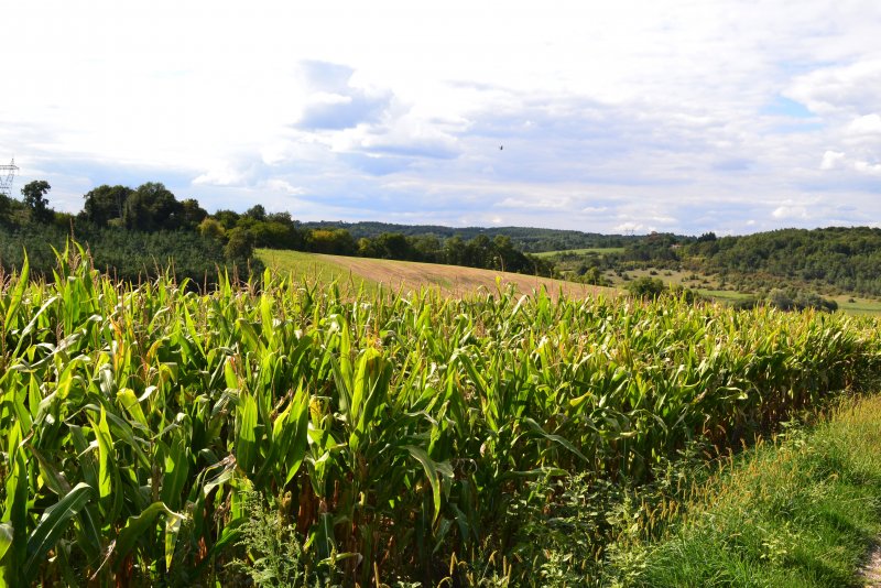 Кукурузные поля в Саратовской области