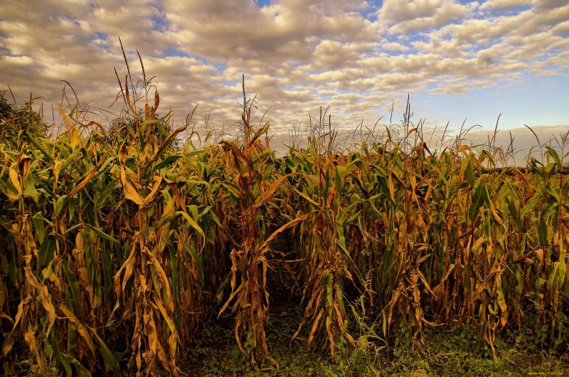 Кукурузные поля в Италии