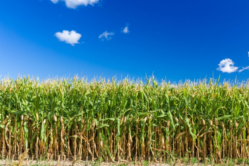Кукурузные поля в Краснодарском крае