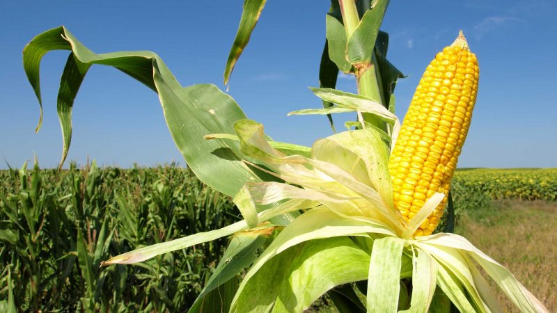 Кукуруза сельскохозяйственная культура