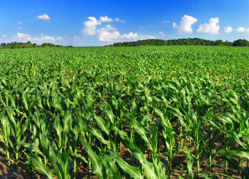Кукурузные плантации Кубани