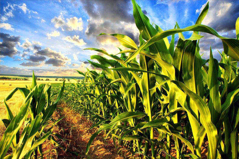 Огайо природа кукурузное поле